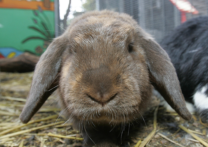 Rabbit---Dwarf-Lop-Earred-02.jpg