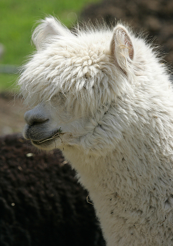 Alpaca-03.jpg
