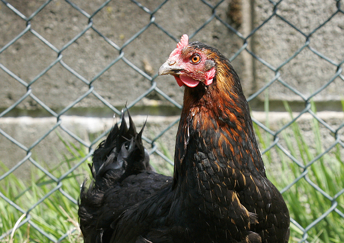 Chicken---Hebden-Black-03.jpg