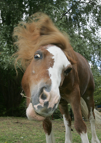 Dolly---Welsh-Cob-Pony-02.jpg