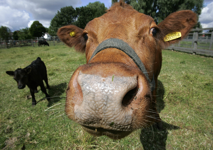 Buttercup---Dexter-Cow-01.jpg