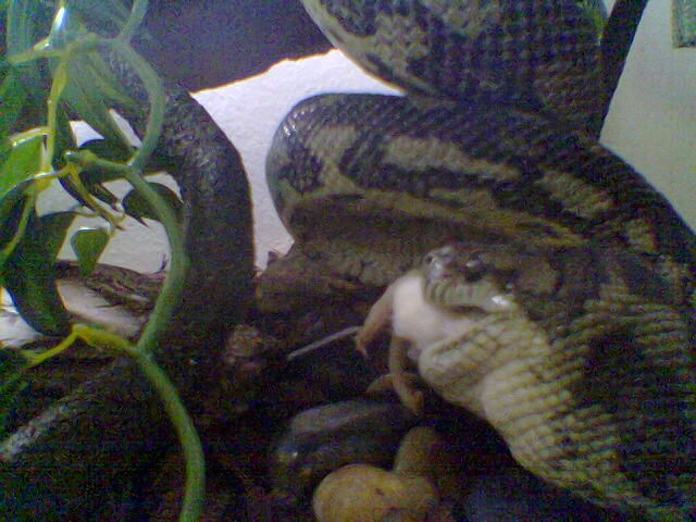 Imsnake.jpg