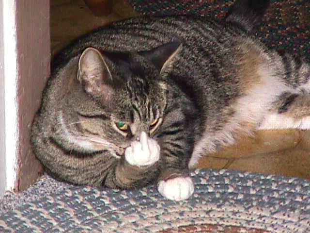 gato_zangado.jpg